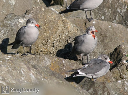 Photo of Larus heermanni